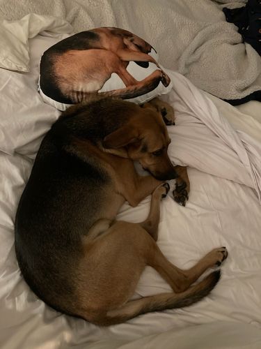 Customer photo review of Create A Custom Dog Pillow