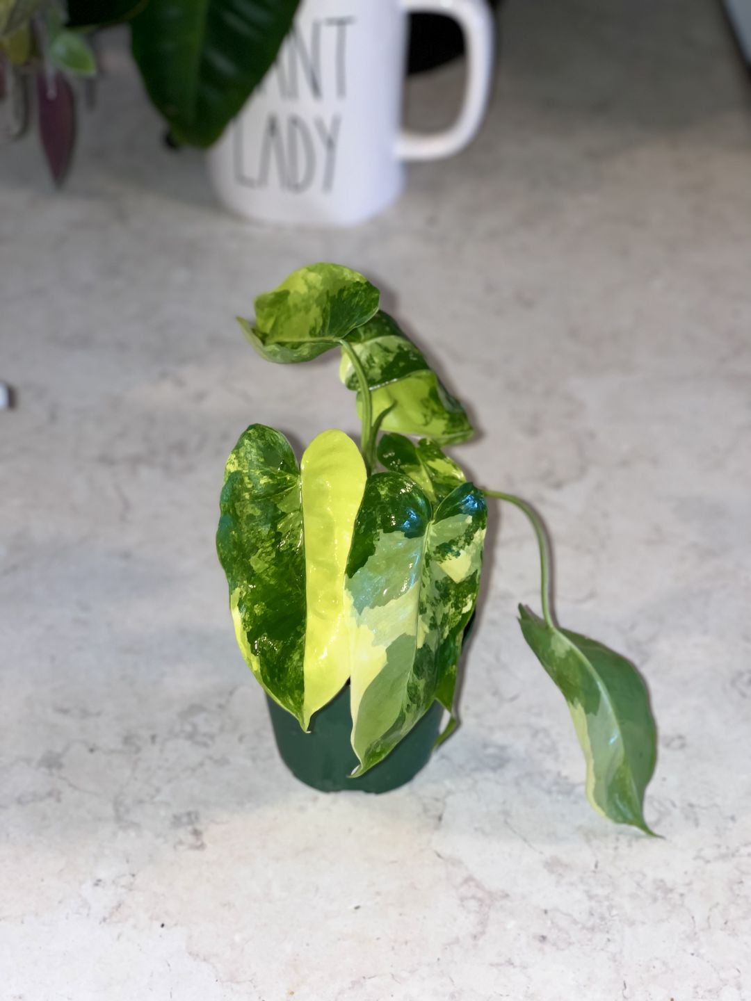 Customer photo review of 3" Philodendron 'Burle Marx Variegata'