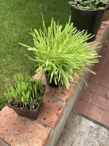 Customer photo review of Cat Grass Seeds Bulk