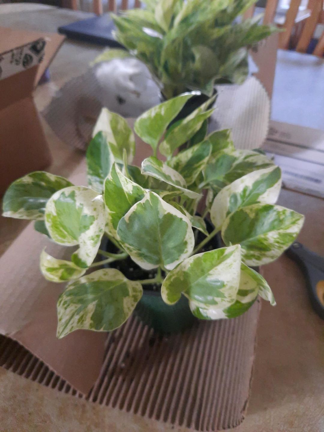 Customer photo review of 4" Pothos Epipremnum aureum 'Pearls and Jade'