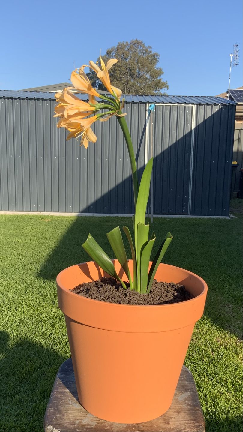 Customer photo review of Clivias