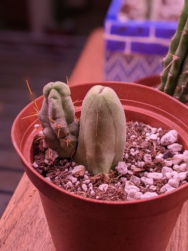 Customer photo review of Penis Cactus | Trichocereus bridgesii monstrose