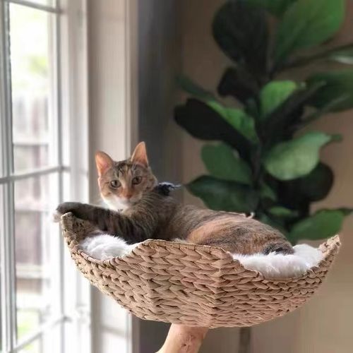 Customer photo review of Michu Selected Real Wood Cat Tree, Medium