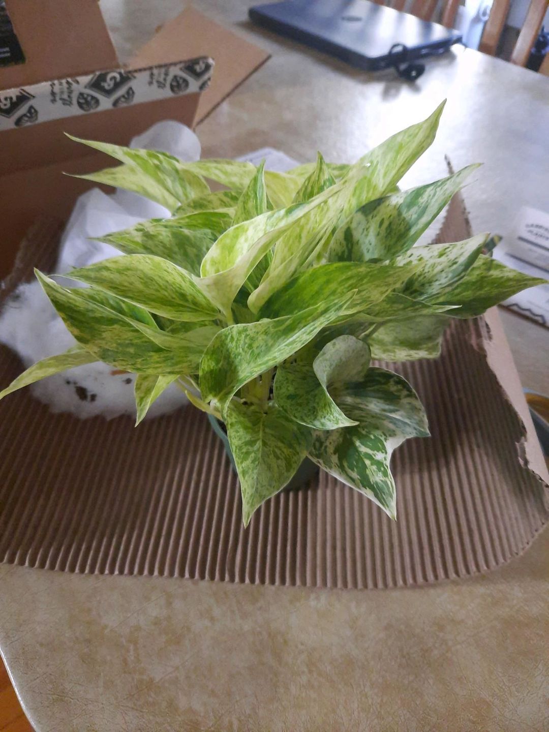 Customer photo review of 4" Pothos Epipremnum aureum 'Marble Queen'