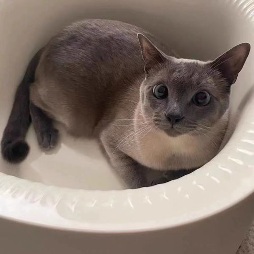 Customer photo review of Michu Macaron High Edge Open Style Extra Large Cat Litter Box, Scoop Included