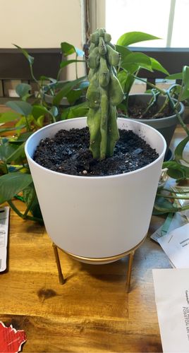 Customer photo review of Boobie Cactus | Myrtillocactus geometrizans Fukurokuryuzinboku
