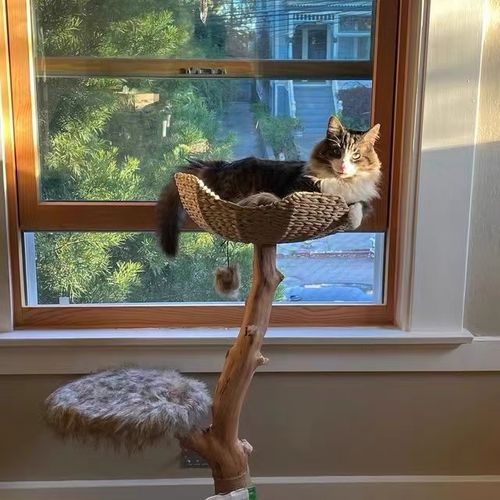 Customer photo review of Michu Selected Real Wood Cat Tree, Medium