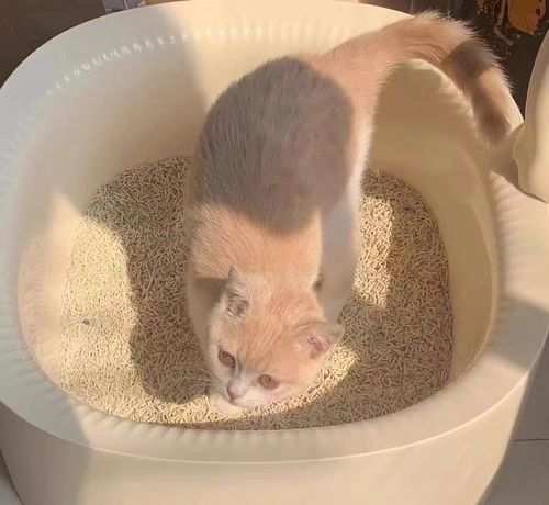 Customer photo review of Michu Macaron High Edge Open Style Extra Large Cat Litter Box, Scoop Included