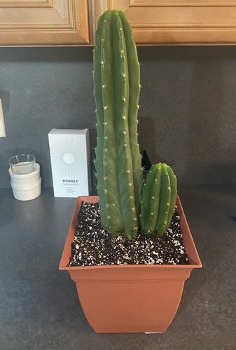 Customer photo review of San Pedro Cactus | Echinopsis pachanoi