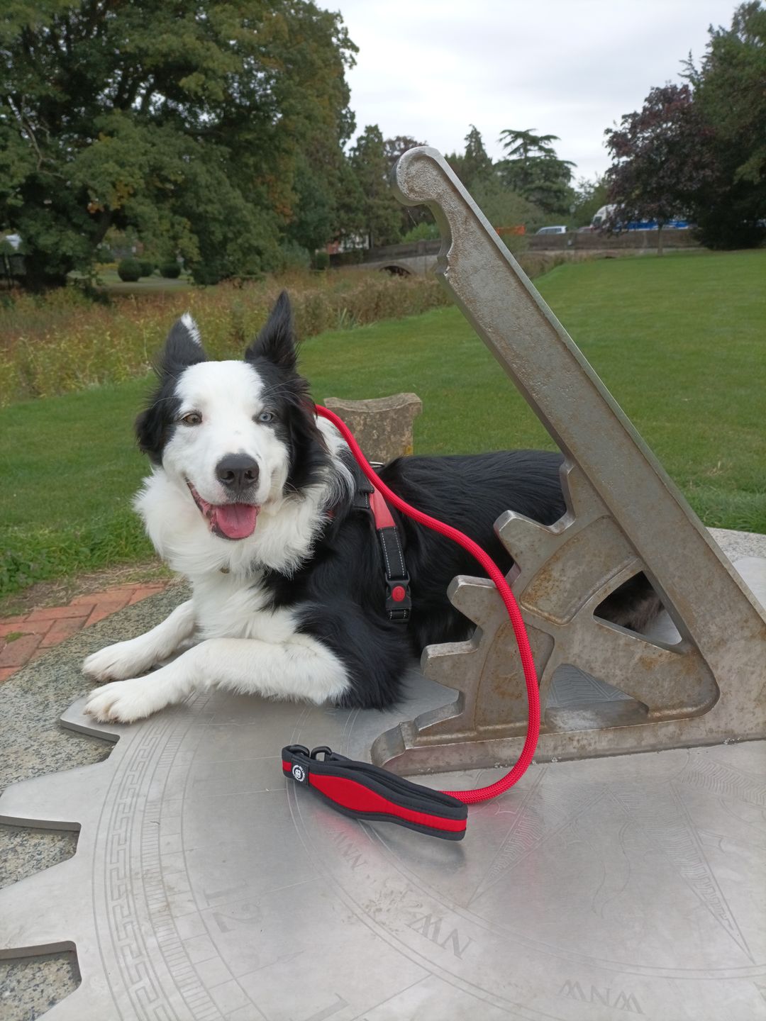 Customer photo review of Slip Lead | Anti-Pull & Anti-Choking Training Lead - Red