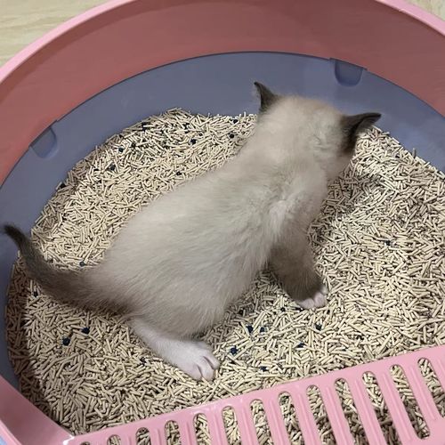 Customer photo review of Michu Mixed Tofu Cat Litter, Heavy Duty Flushable Kitty Litter
