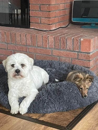 Customer video review of Puppery Hundebett Wolke 7 - Das Original