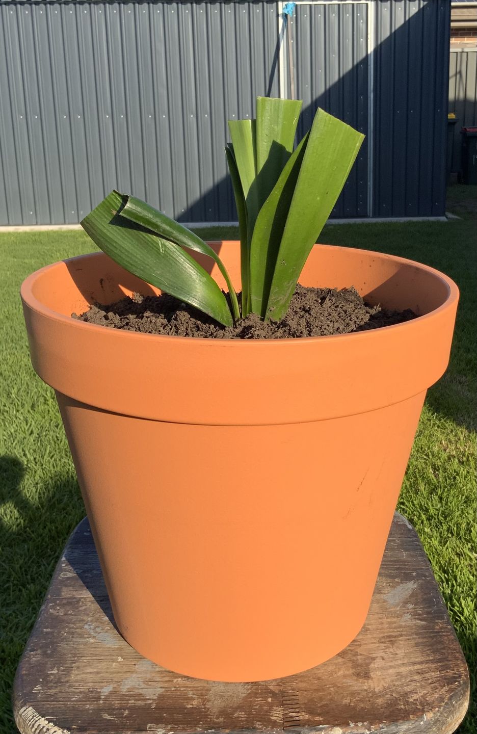 Customer photo review of Clivias