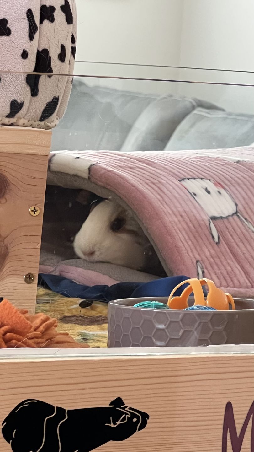 Customer photo review of Offbeat - Piggy Play Package