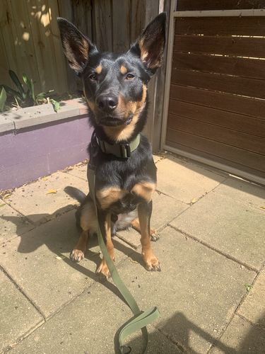 Customer photo review of LITE-40 Collar - Army Green (AirTag Collar)