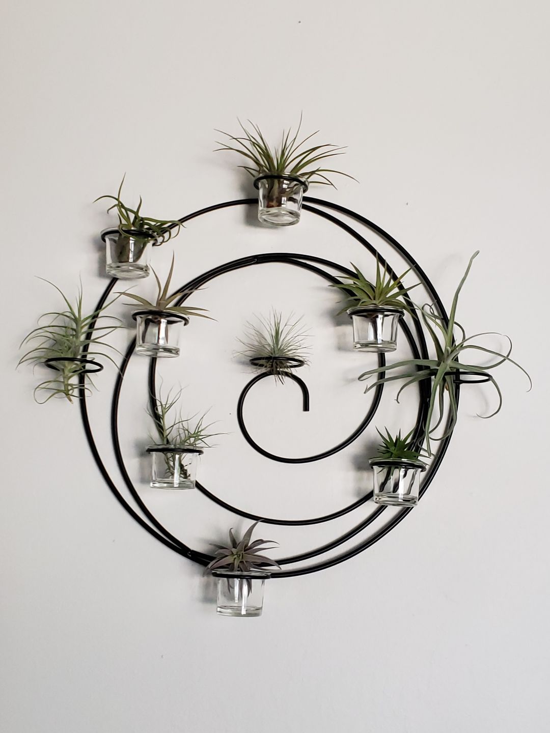 Customer photo review of 10 Pack Premium Air Plants Mix  *Cannot Be Shipped Internationally*