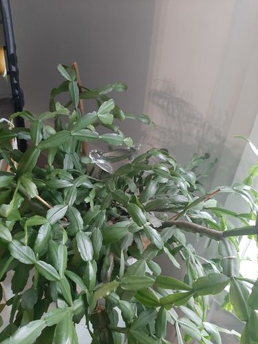 Customer photo review of Mon petit oiseau