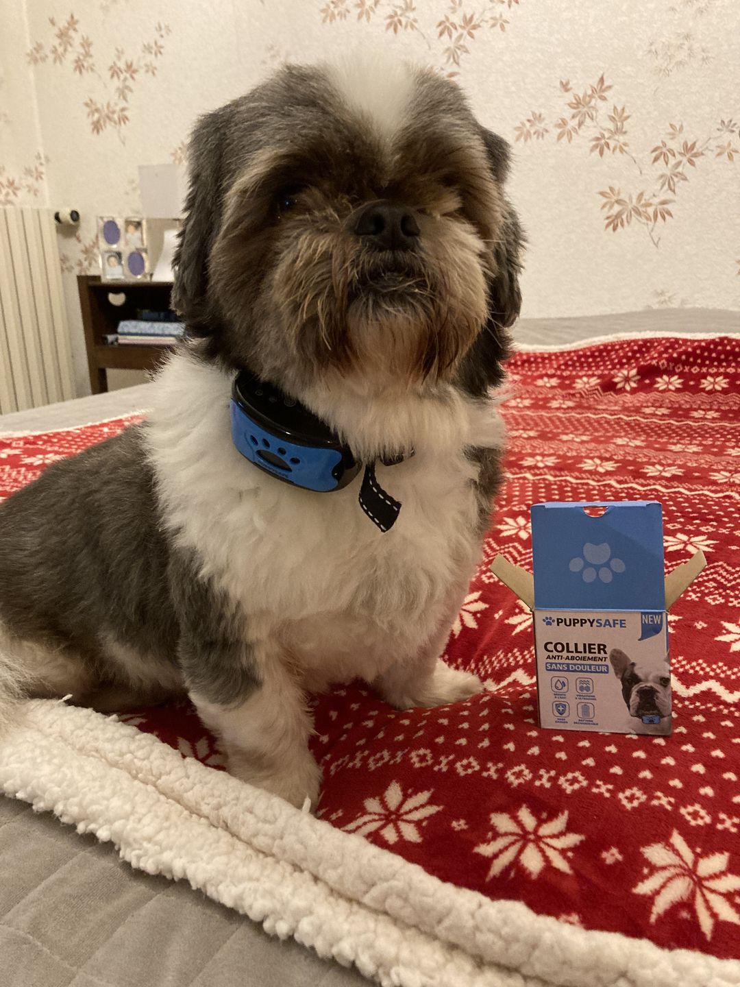 Customer photo review of Collier Anti Aboiement PuppySafe