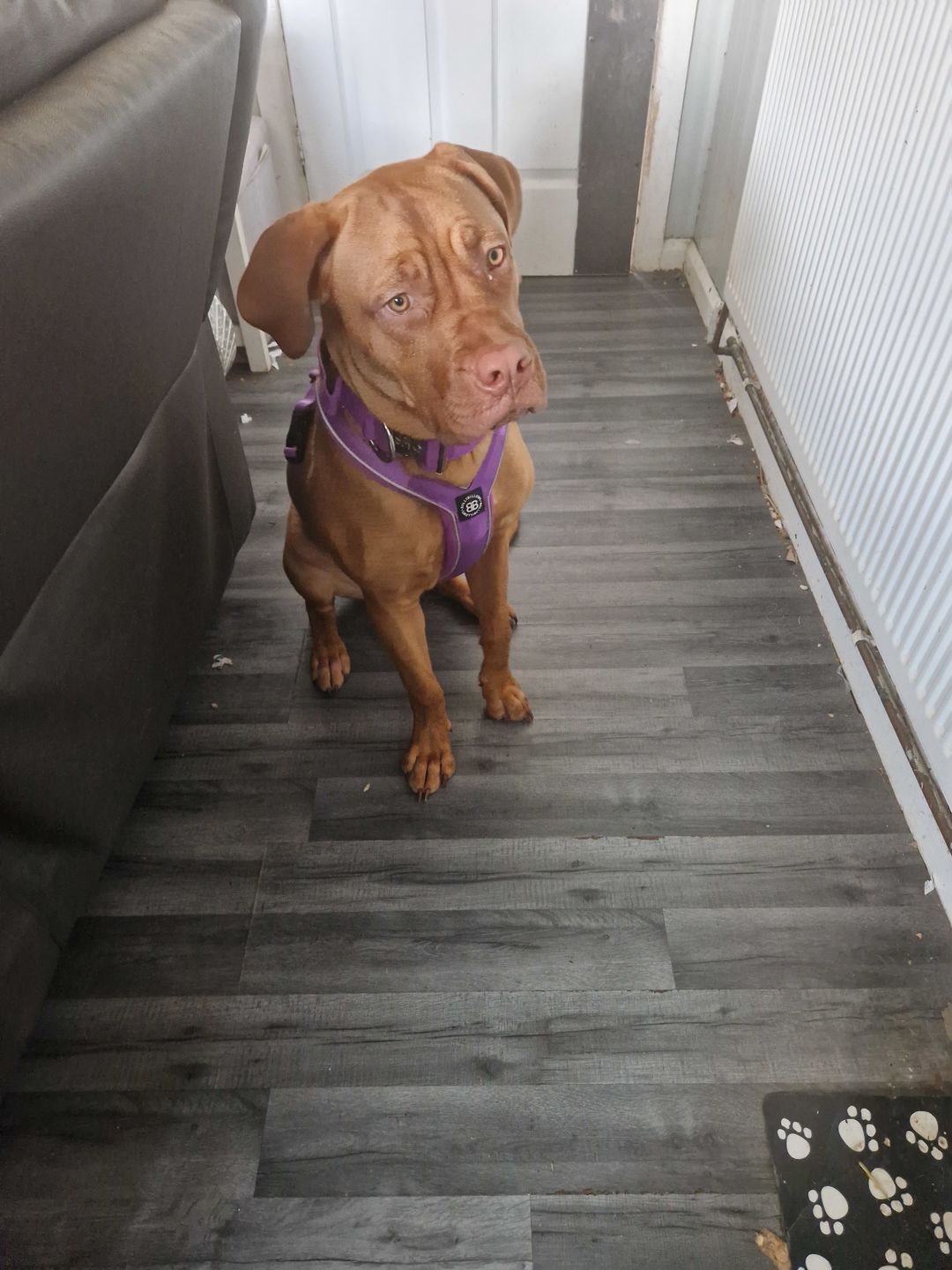 Customer photo review of RR - Slip on Padded Comfort Harness | Non Restrictive & Reflective - Purple