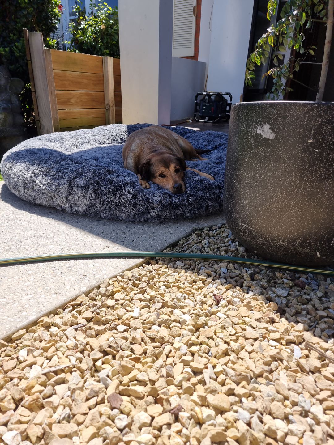 Customer photo review of The Human Size Nap Bed