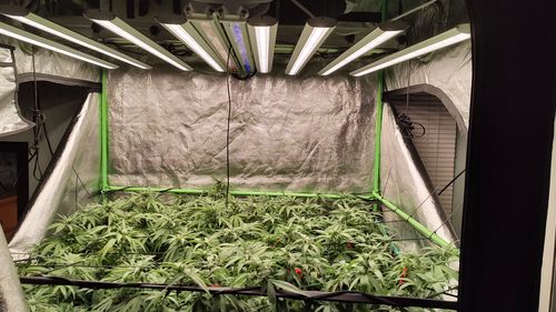 Customer photo review of FGI Far Red LED Grow Light. Supplimental 700-760nm Exteneded Spectrum. Emerson Effect and Additional PAR Booster.