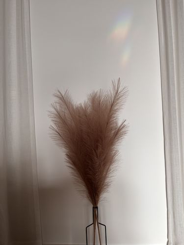 Fotorecensie van een klant over Pampas 110cm (3 stengels)- Natuurlijk Bruin