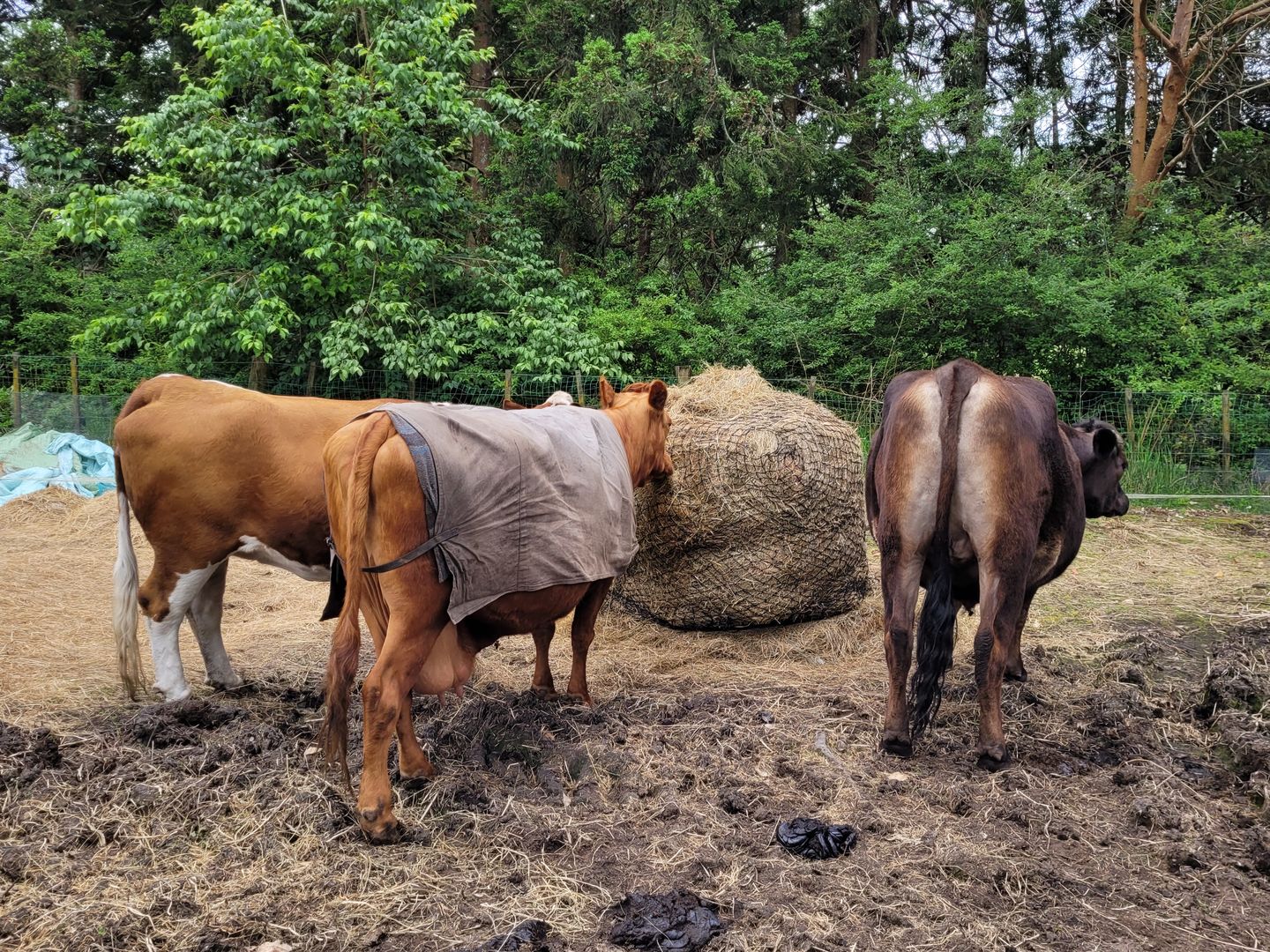 Customer photo review of Silage Bale Hay Net