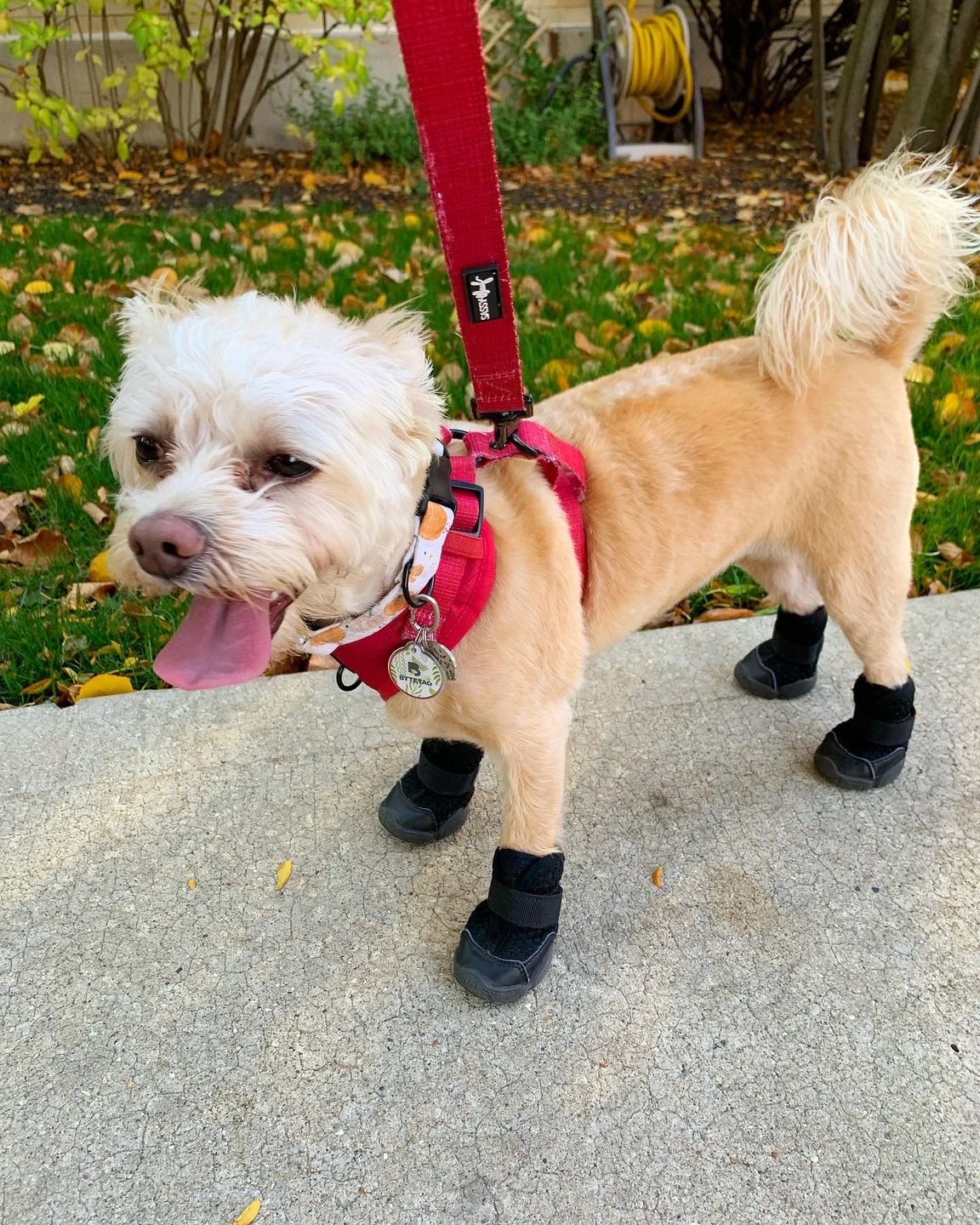 Customer photo review of Caesar 1S