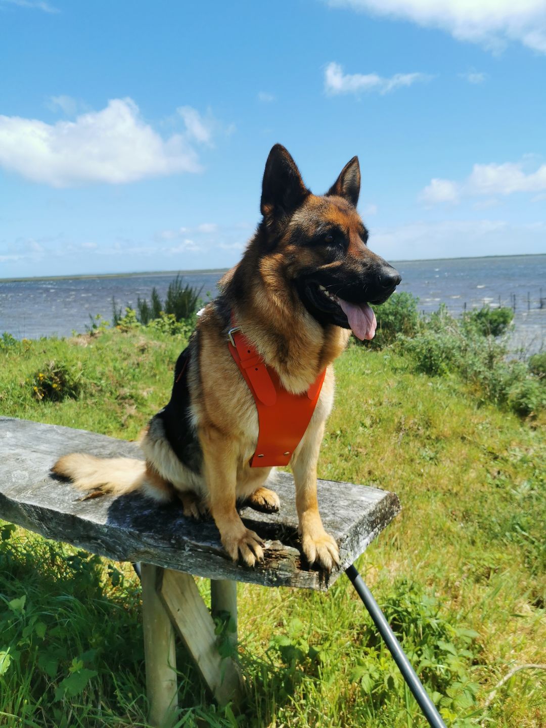 Customer photo review of Arnés Rojo Talla XL