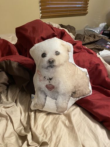 Customer photo review of Create A Custom Dog Pillow
