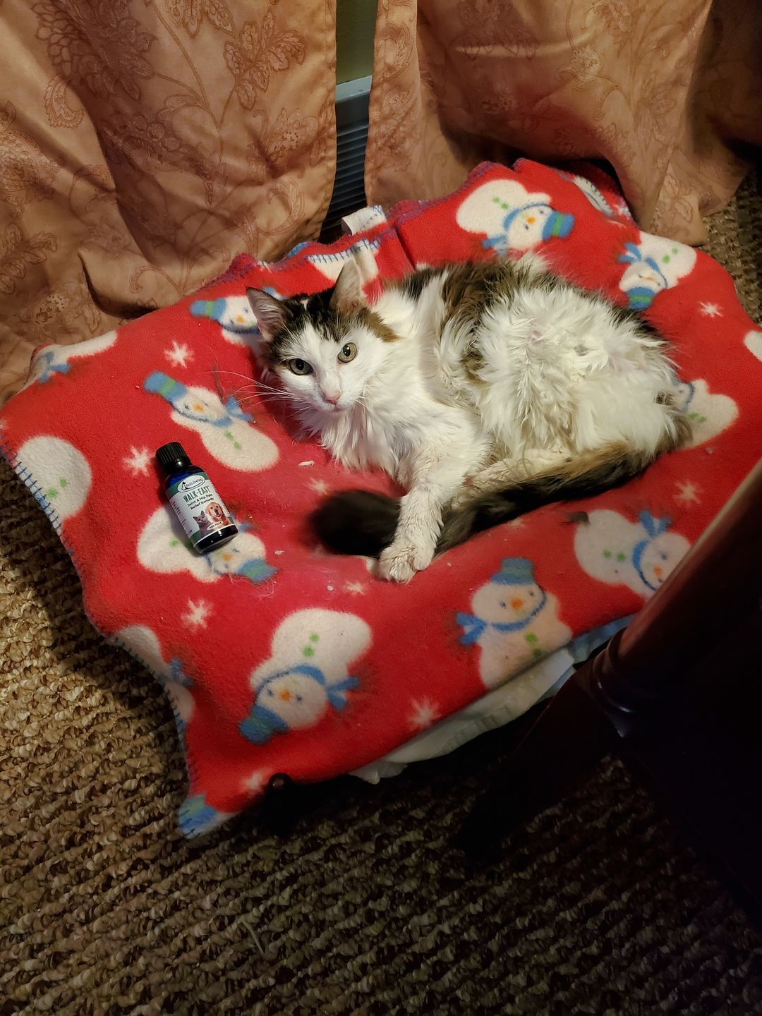 Customer photo review of WALK-EASY® Joint and Hip Pain Relief for Dogs and Cats
