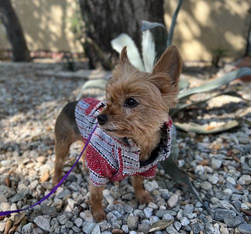 Customer photo review of Playa Poncho - Surprise Color