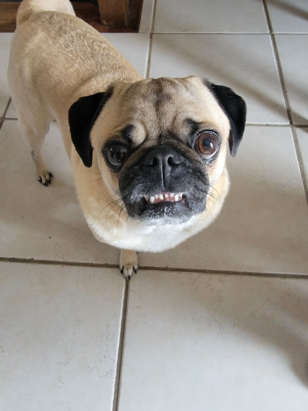 Customer photo review of Beef Lung Wafers