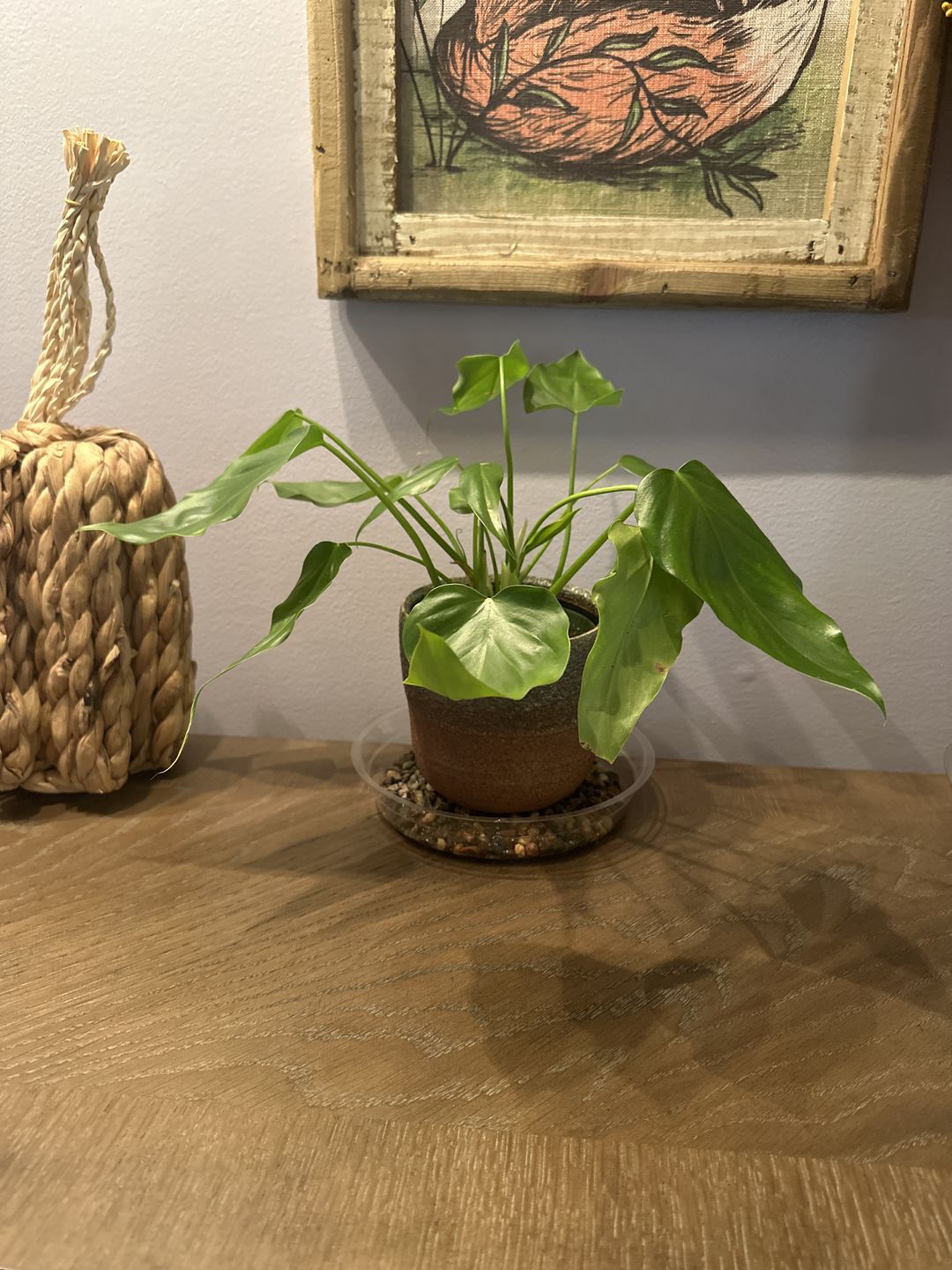 Customer photo review of 4" Philodendron giganteum