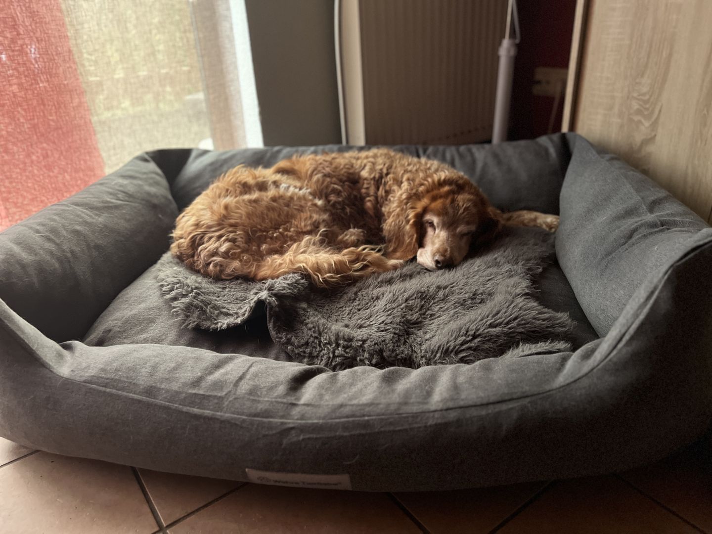 Customer photo review of Orthopädische Hunde Couch