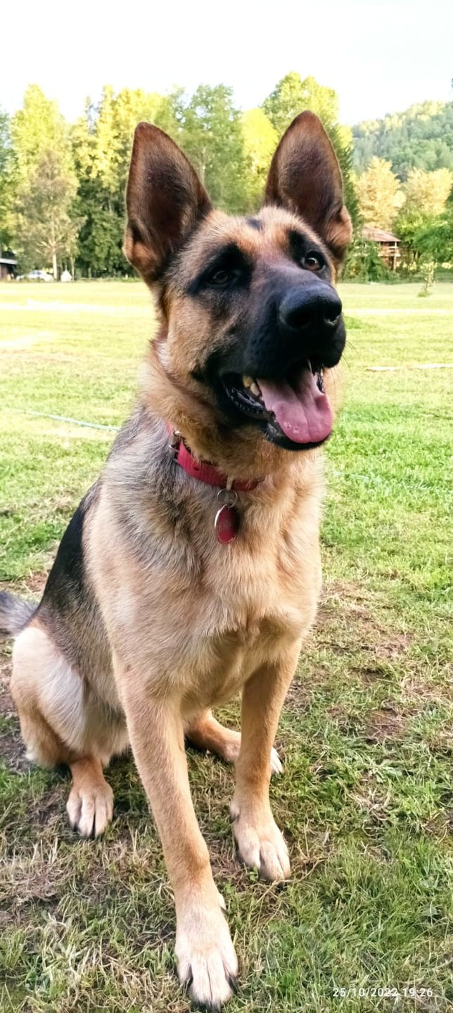 Customer photo review of Collar Duke Fucsia Corrugado/Rosado Corrugado