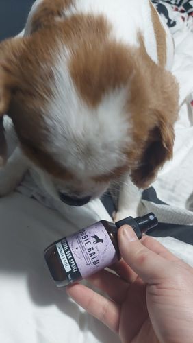 Customer photo review of Natural Spritz (Cologne for Dogs). A first-class fragrance for the most sophisticated of dogs!