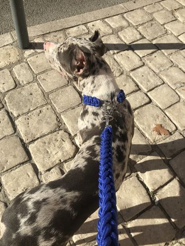 Customer photo review of COLLIER + LAISSE "BLUE ARMY"