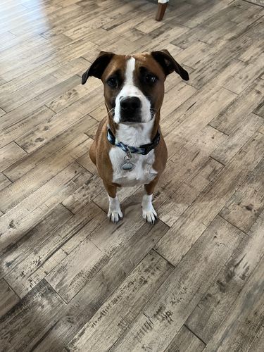 Customer photo review of Explorer