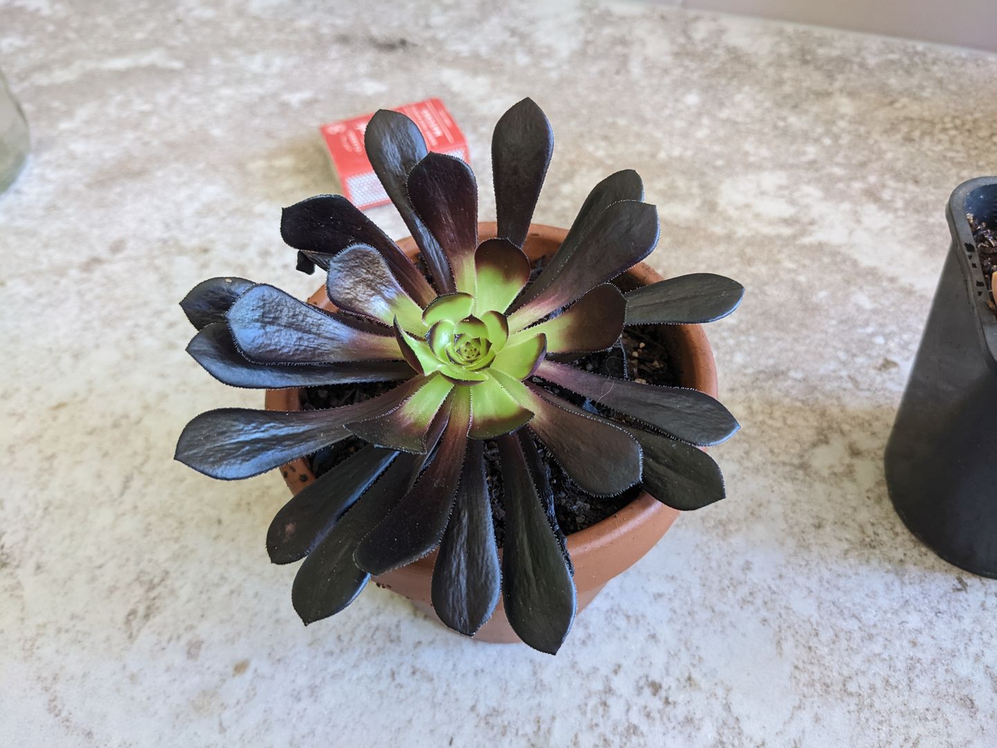Customer photo review of Aeonium ‘Zwartkop’ - Cutting