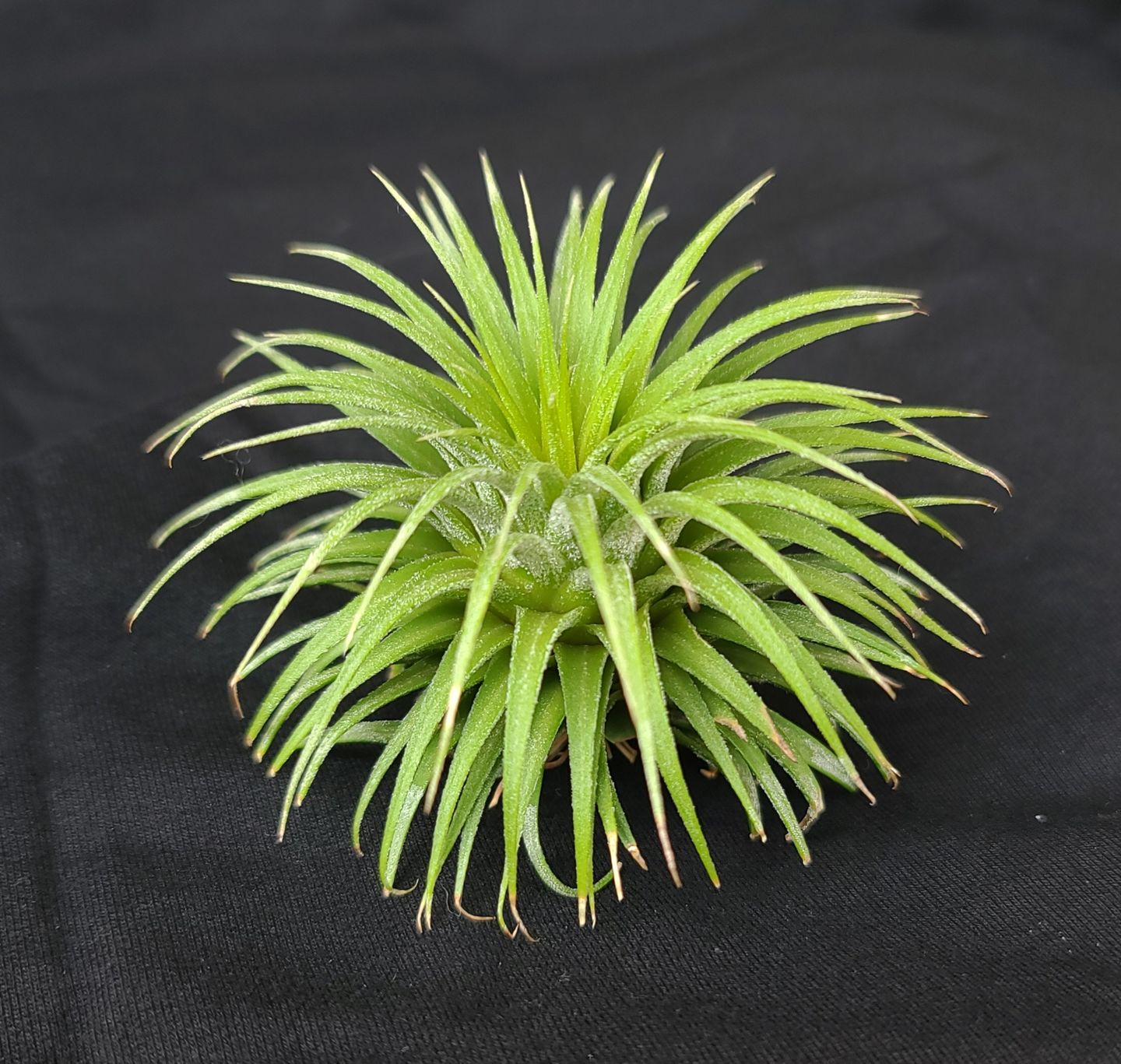 Customer photo review of Ionantha Snowball (SALE!)