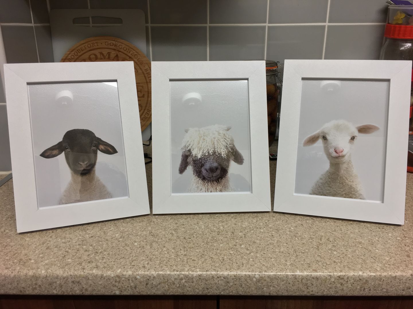 Customer photo review of Black Nose Sheep Art Print