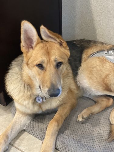 Customer photo review of Pink