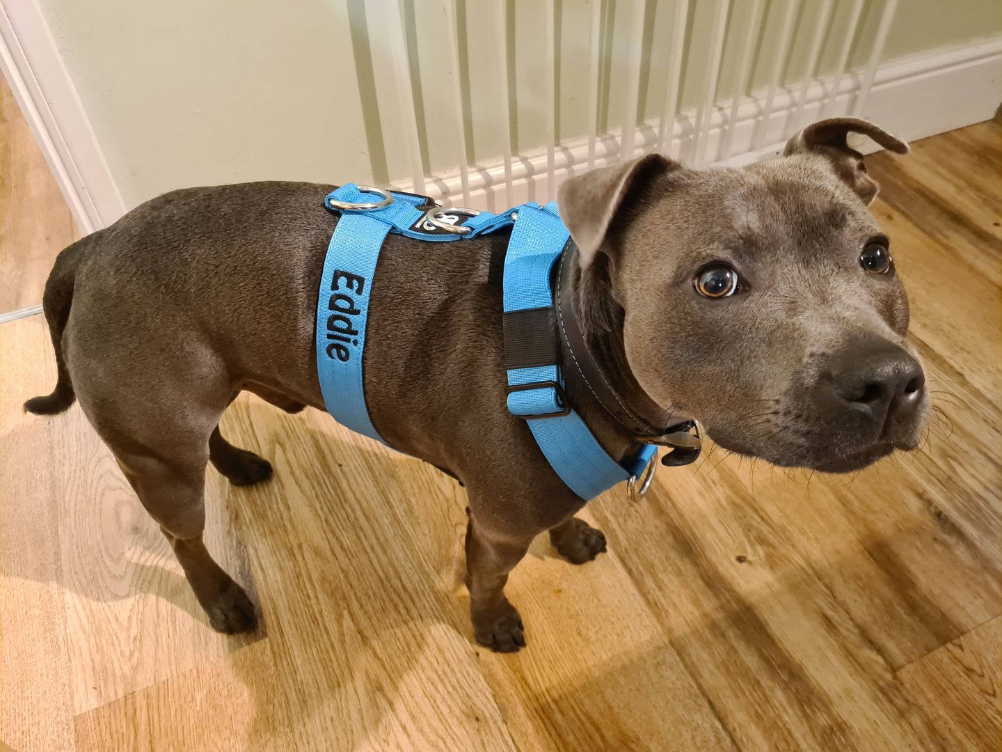 Customer photo review of TRI-Harness® | Anti-Pull, Adjustable & Durable - Dog Trainers Choice -  Light Blue v2.0