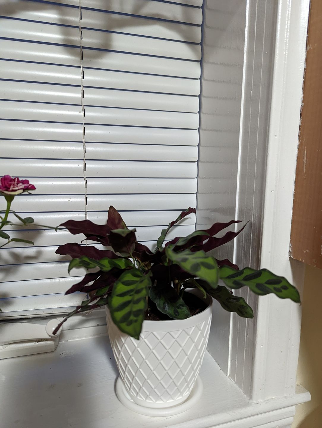 Customer photo review of 4" Calathea lancifolia "Rattlesnake"