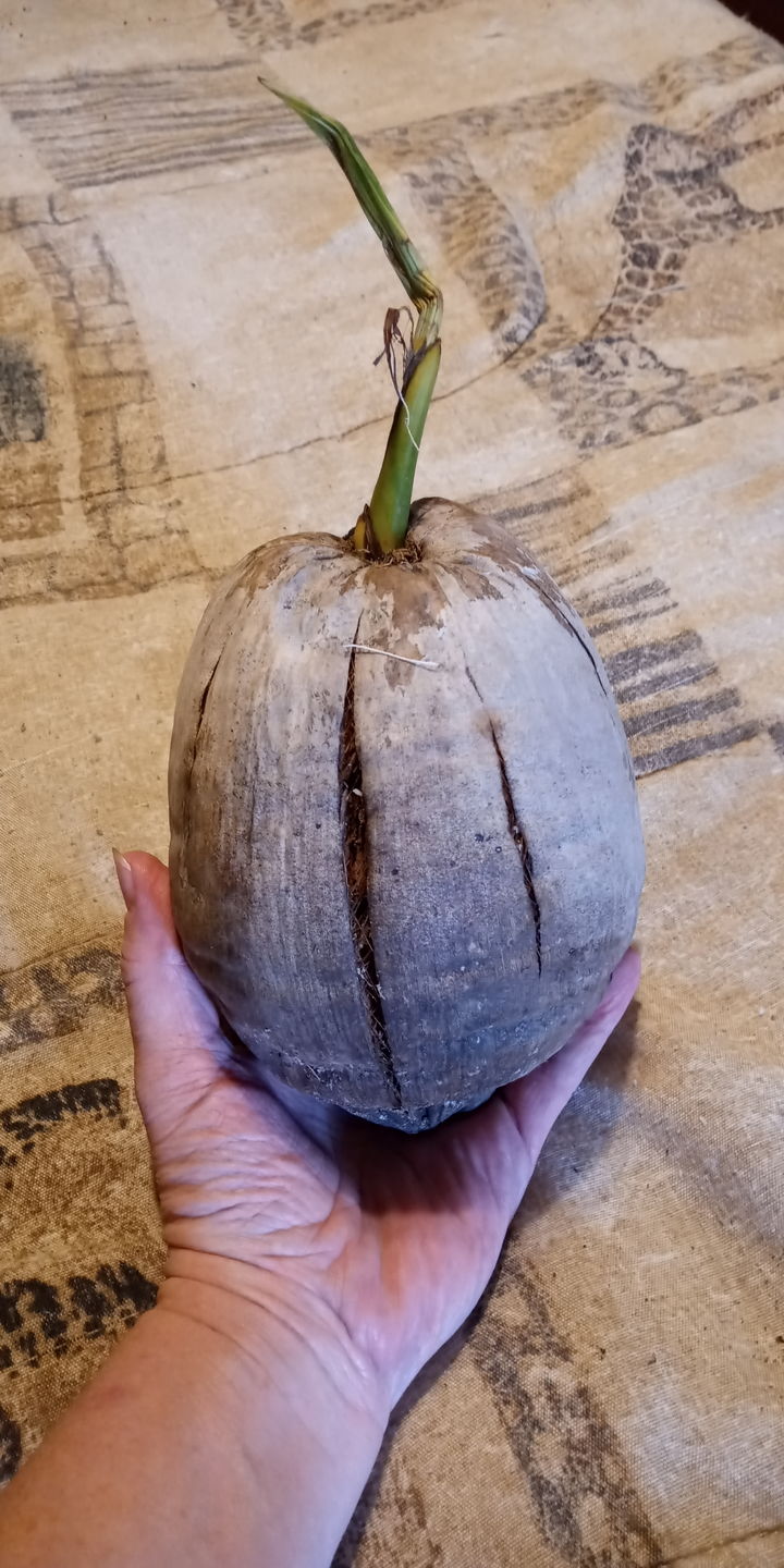 Customer photo review of Sprouted Coconut Box