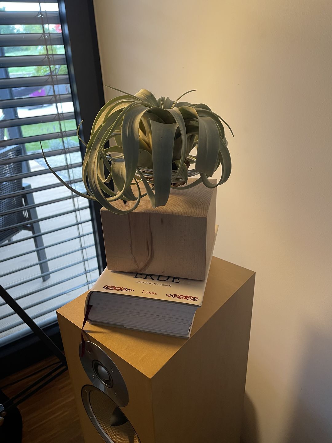Customer photo review of Tilly Xylo - Gigant