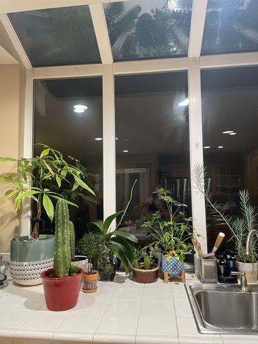 Customer photo review of San Pedro Cactus | Echinopsis pachanoi