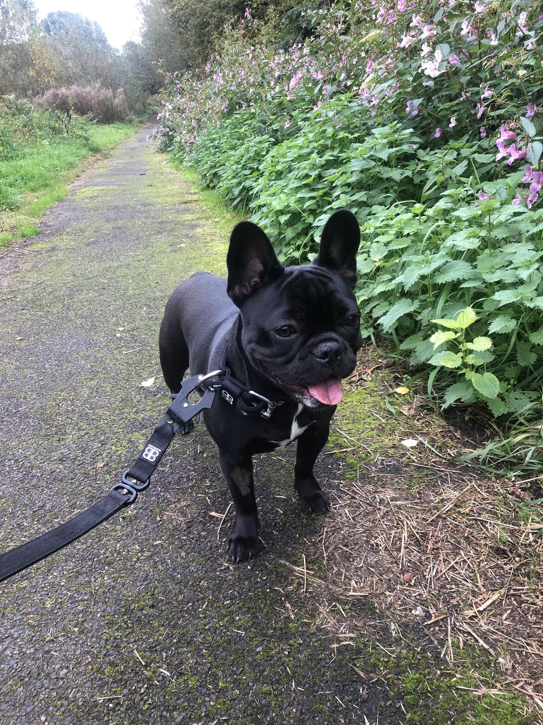 Customer photo review of 4cm Nylon Dog Collar - Black v2.0