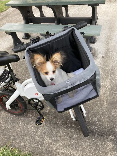 Customer photo review of All In One Pet Carrier Bag | Dog Bike Basket | Backpack for Dogs & Cats | Car Booster Seat